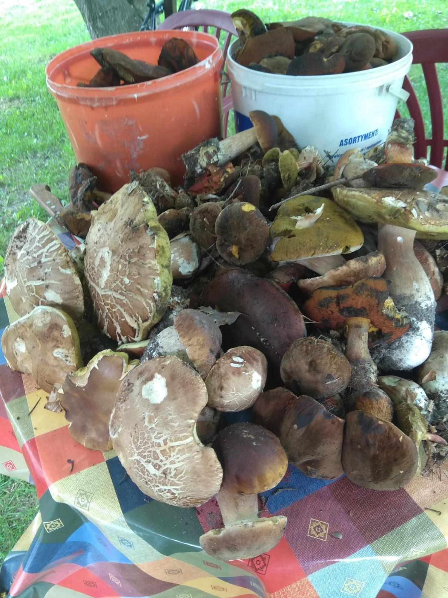 Babia Chata زافوية المظهر الخارجي الصورة